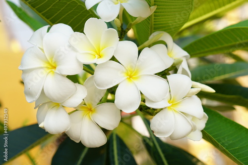 white frangipani flowers in the park