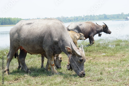 Thai buffalo walks to eat grass in a wide field. © buraratn