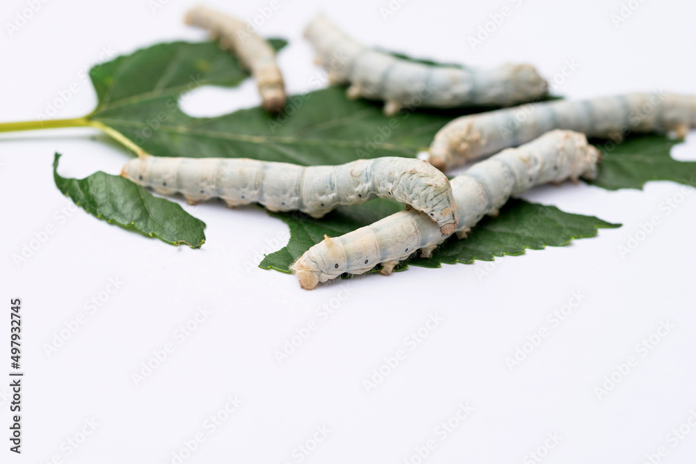 Naklejka premium Group silkworms eating mulberry leaf