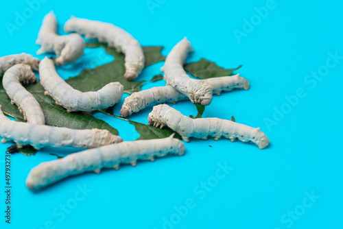 Many silkworms eating mulberry leaves