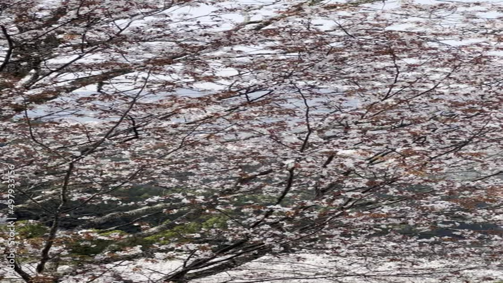 吉野山 桜 日本三大桜 吉野熊野国立公園 奈良県 吉野山 桜 日本三大桜 吉野熊野国立公園 奈良県
