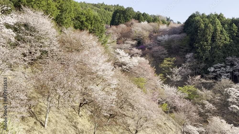 吉野山 桜 日本三大桜 吉野熊野国立公園 奈良県 吉野山 桜 日本三大桜 吉野熊野国立公園 奈良県