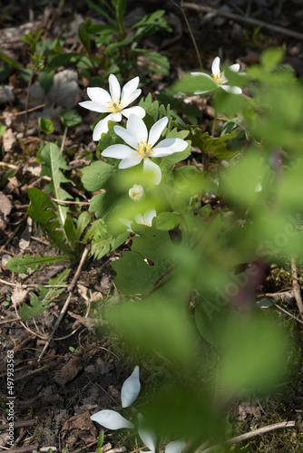 Sanguinaria canadensis​​ or bloodroot wildflowers in the park © eugen