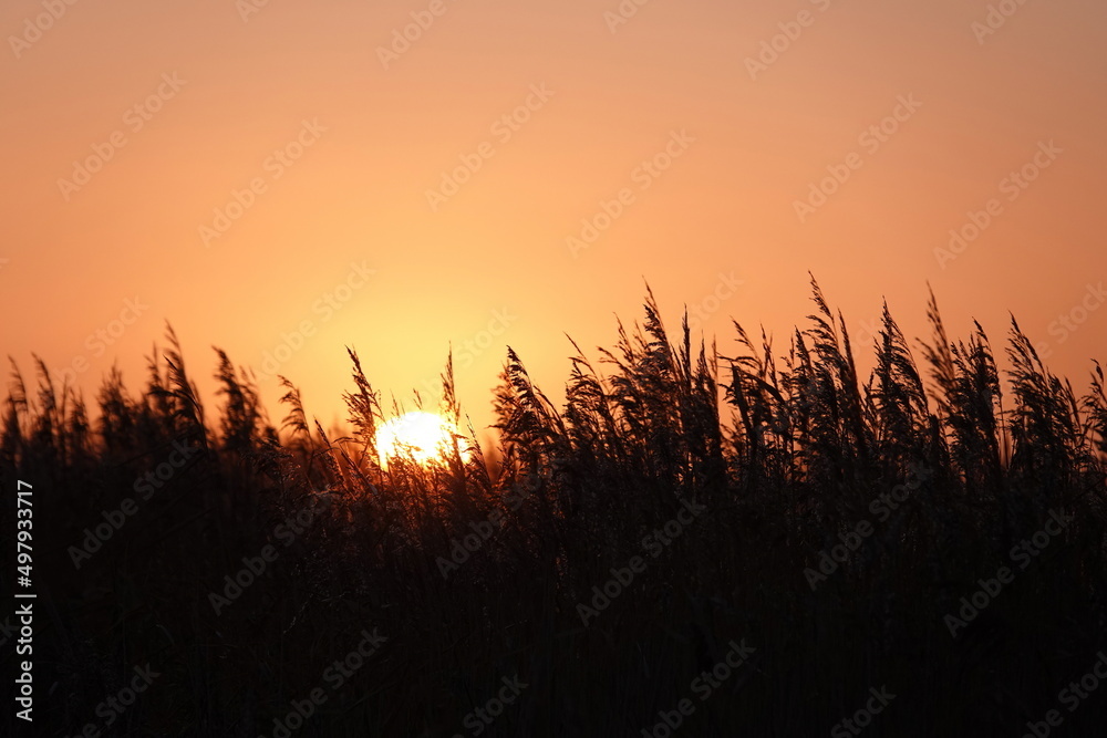 The sun rising in to a orange sky behind tall reed grasses in silhouette.  