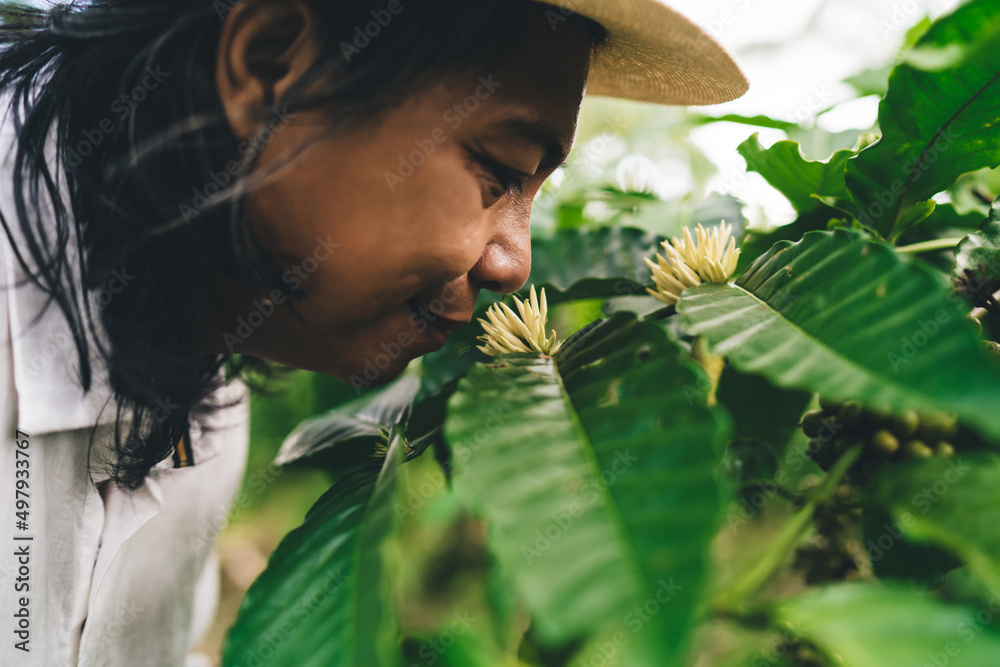 Balinese male smell unripe coffee flowers during daytime for business agriculture at cultivation plantation at Ecuador, adult man enjoying time for spending weekend at own caffeine countryside - obrazy, fototapety, plakaty 
