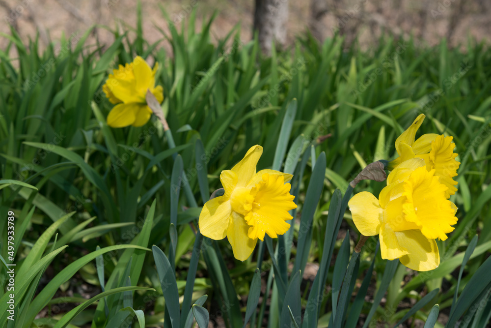 yellow daffodils in spring yellow daffodils in spring