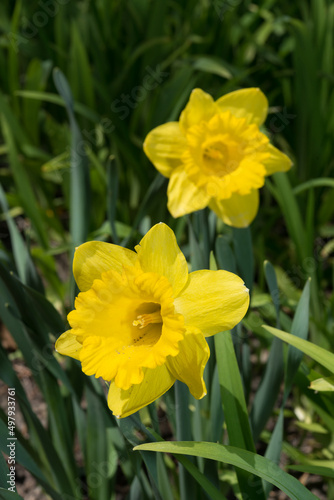 Fototapeta Naklejka Na Ścianę i Meble -  yellow daffodils in spring
