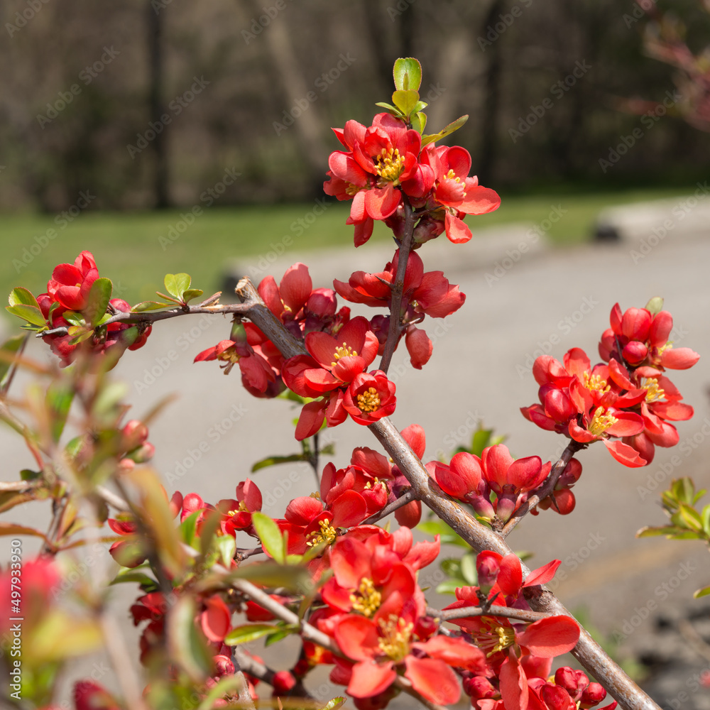 Chaenomeles blossoms on branches