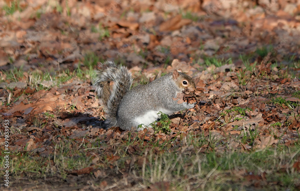 A grey squirrel gathering leaves in a woodland to build a drey in winter. A grey squirrel gathering leaves in a woodland to build a drey in winter.
