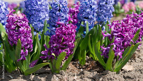 purple and blue hyacinths close up