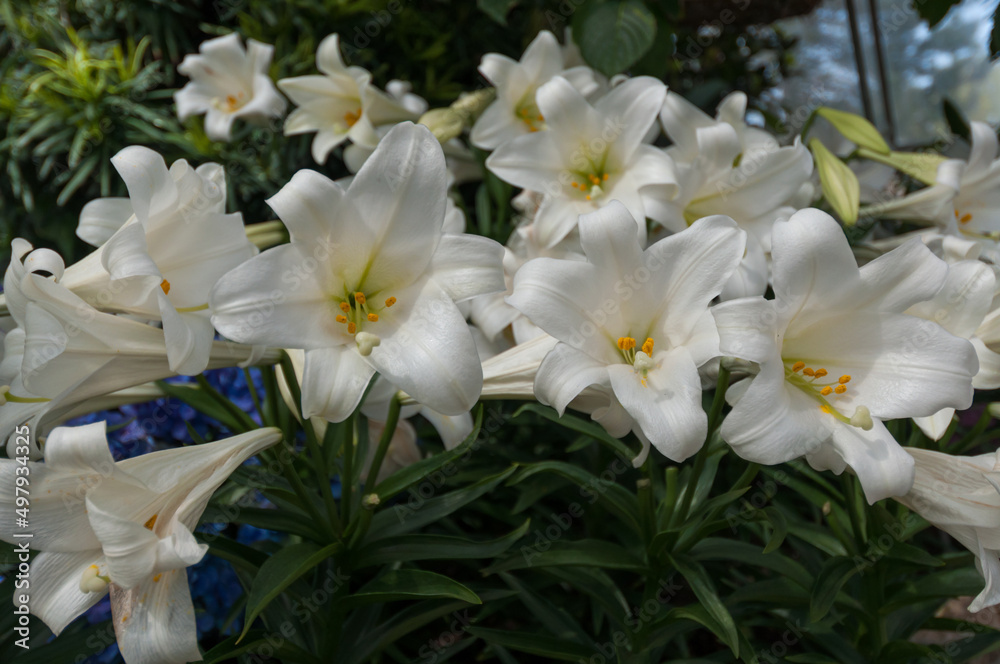 Naklejka premium multiple easter lily blossoms 