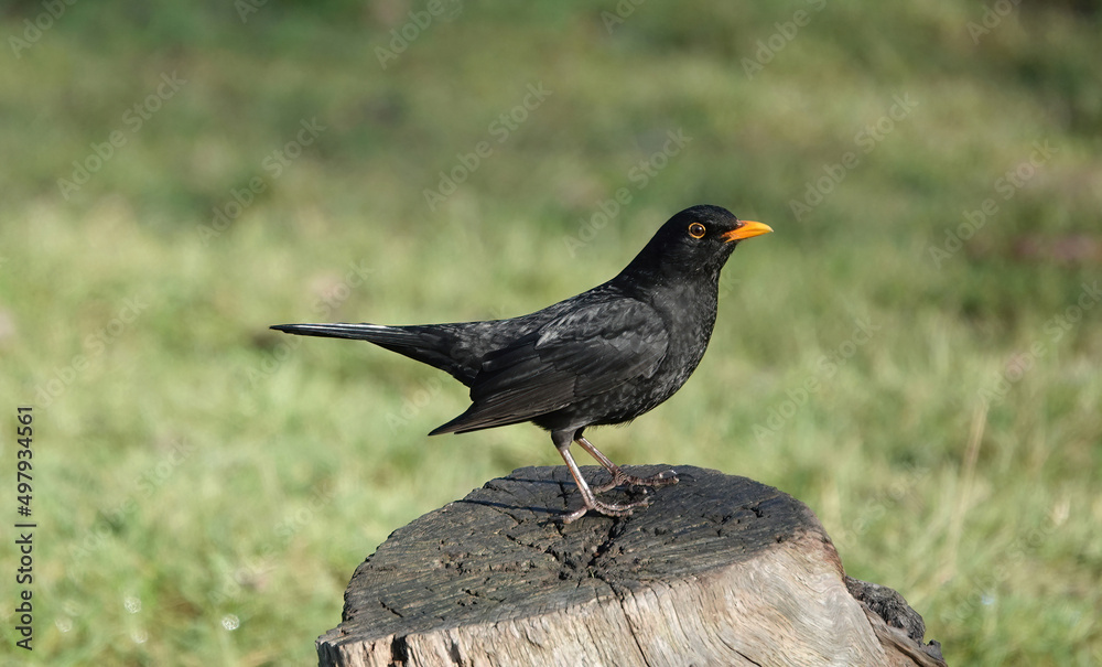 A male blackbird perching on a tree stump in a park against a defocused background. A male blackbird perching on a tree stump in a park against a defocused background.