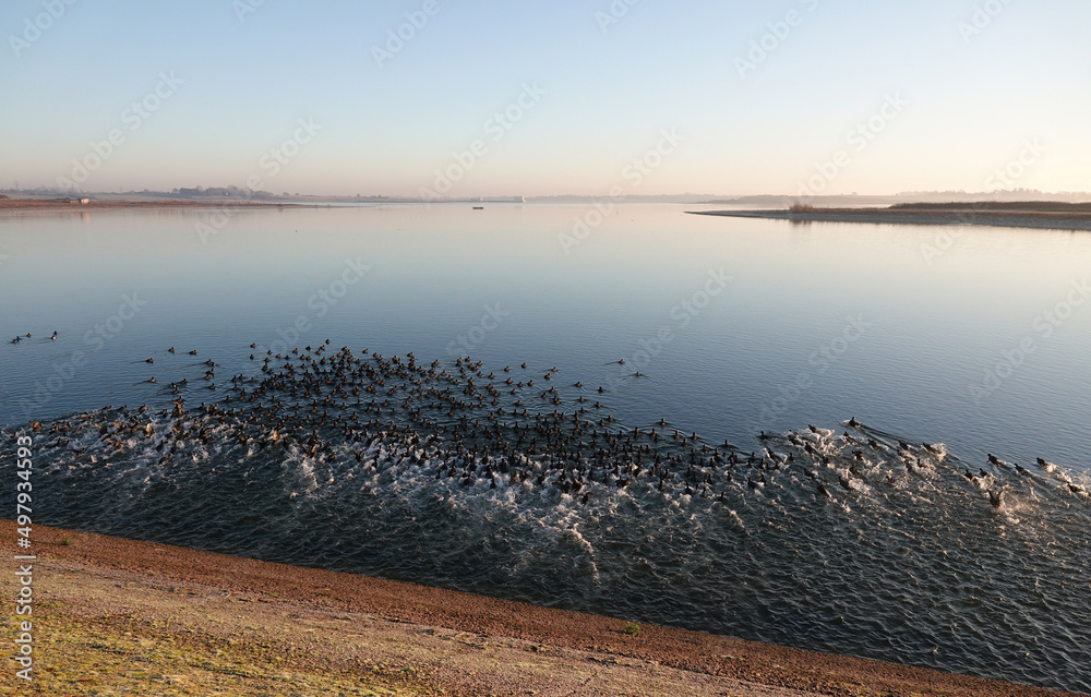An early morning shot of a  large flock of coots entering the water at Abberton reservoir, Essex, UK. 