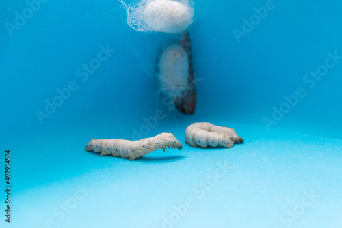 Silkworms make cocoon on paper box