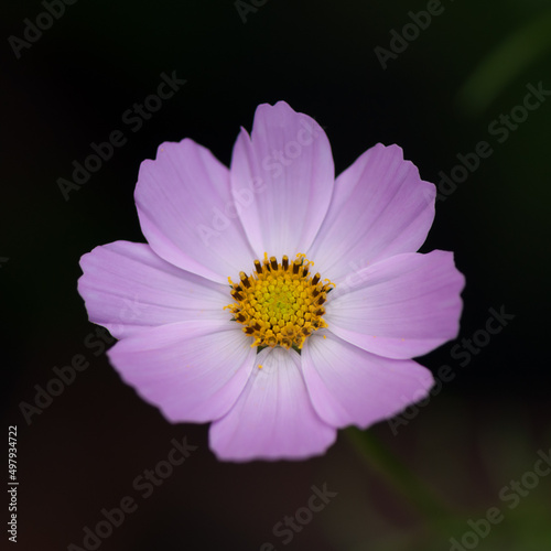 Cosmos bipinnatus or garden cosmos isolated on a dark background