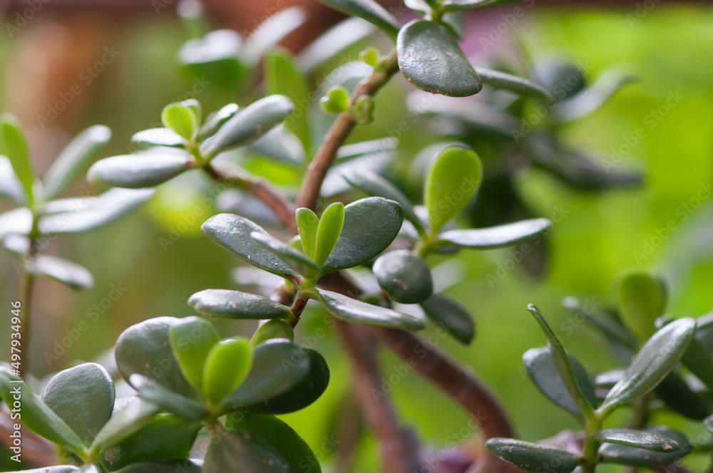 Crassula ovata or jade plant detail Crassula ovata or jade plant detail
