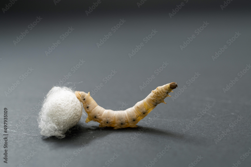 Silkworm make cocoon on black background