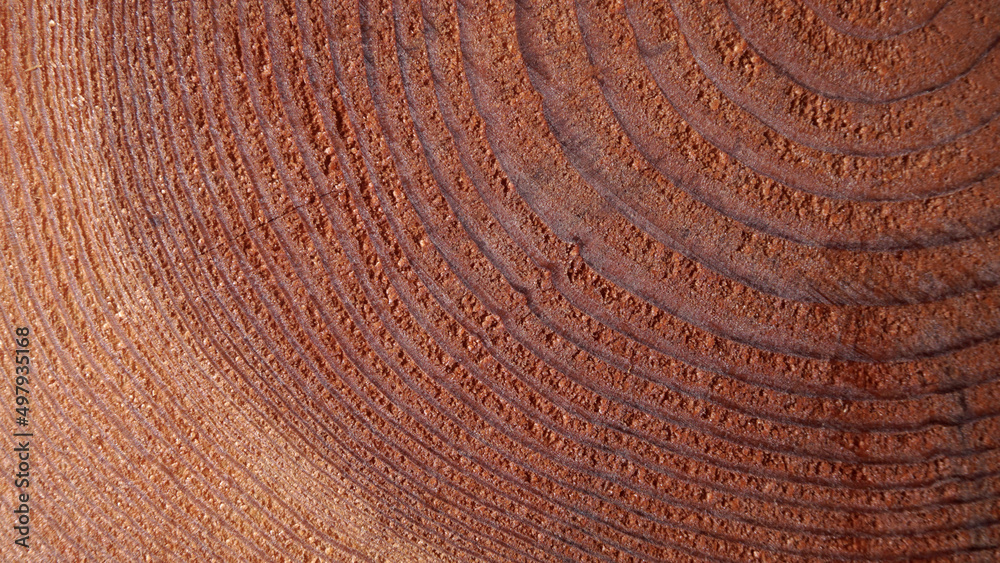 Fototapeta premium Rough texture of wood rings. Cut of an old tree.