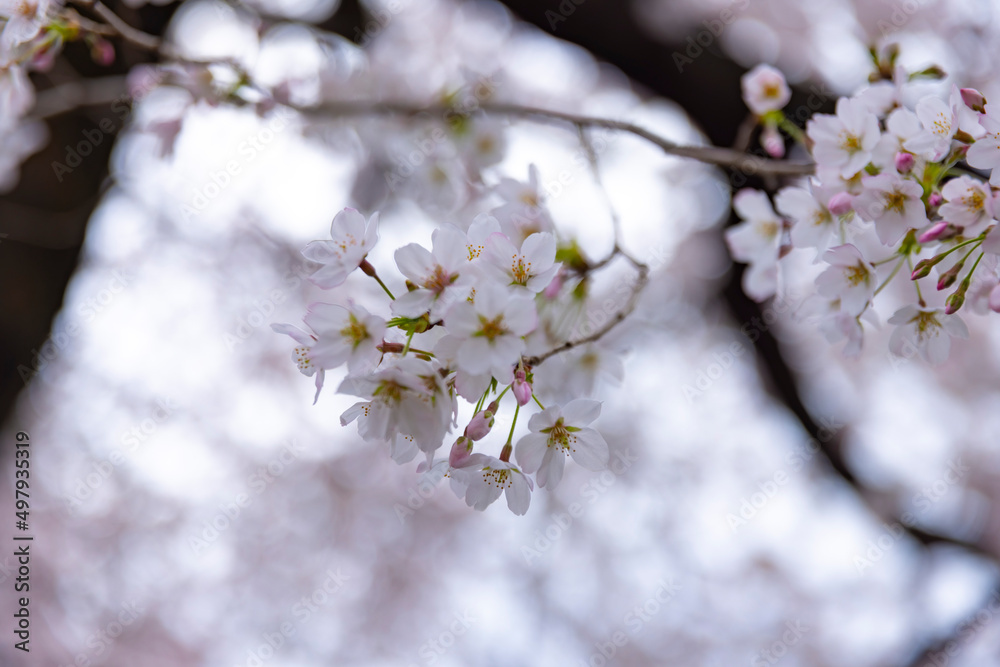 Cherry blossom at the park cloudy day closeup Cherry blossom at the park cloudy day closeup