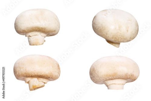 set of natural champignons isolated on white background