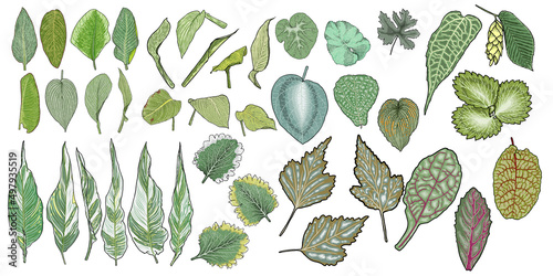 Set of leaves. Hand drawn herb set, lush and elegant exotic leaves for decoration design. Botanical green weeds and bushes. Decorative floral plant leaf, flower branches and twigs. Vector.