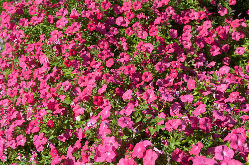 field of many deep pink petunias in the sun