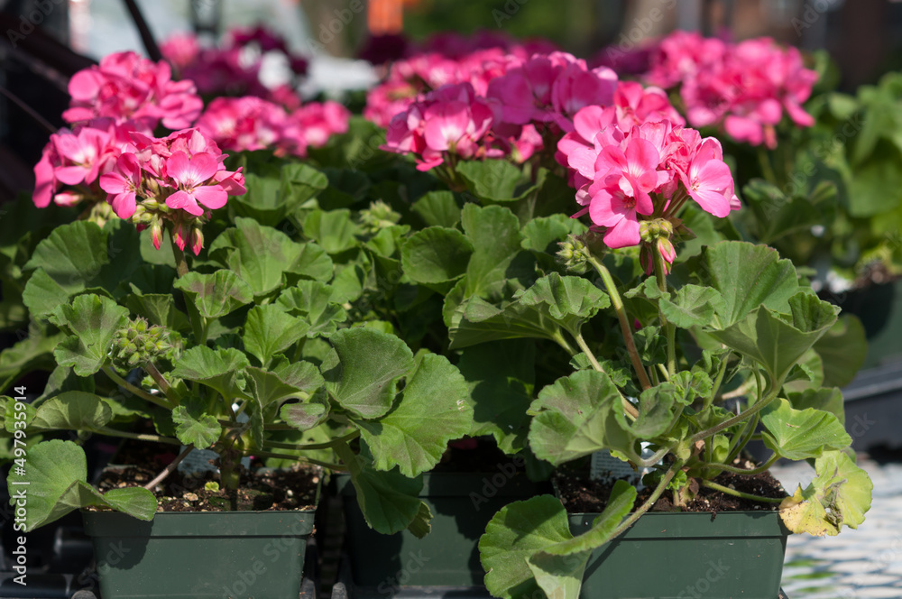 potted pink geranium in the sun