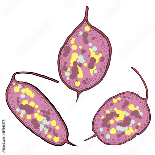Set of Lunaria annua seed box, or annual honesty leaf. Flowering plant in the cabbage and mustard family Brassicaceae collection. Vector.