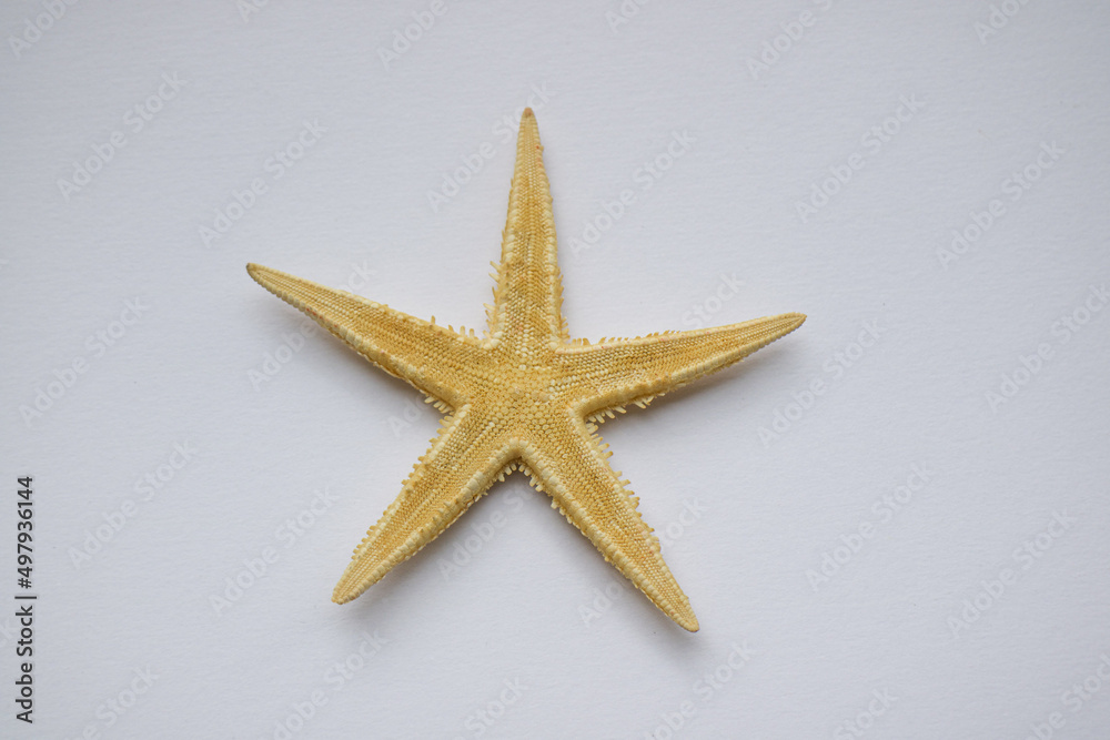 yellow starfish on a white background. dried natural starfish. yellow starfish on a white background. dried natural starfish.