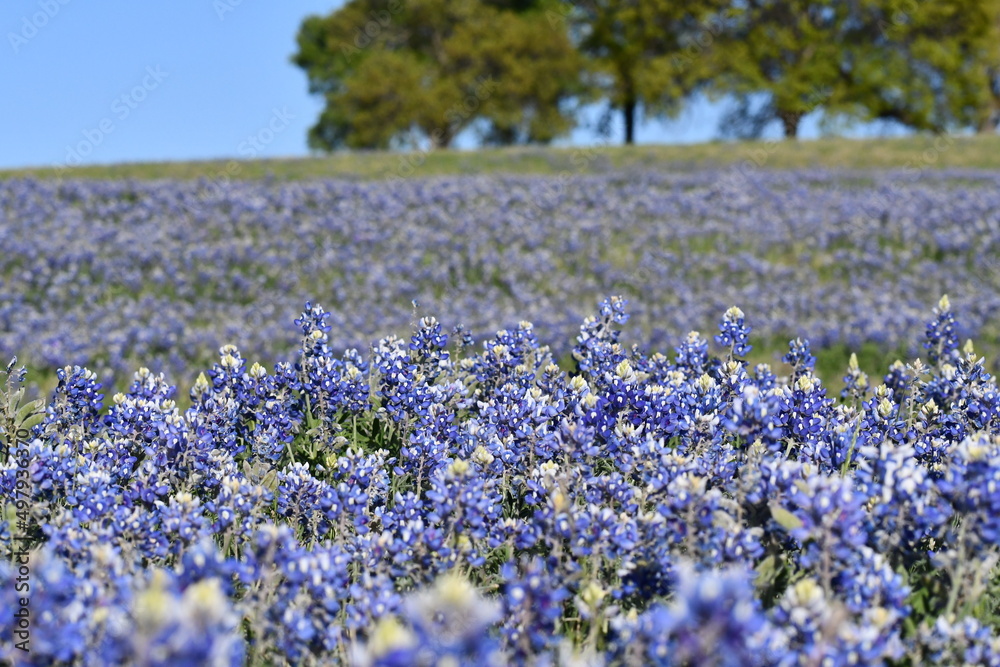 Naklejka premium Field of bluebonnets