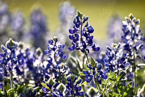 Εκτύπωση καμβά Backlit bluebonnet field