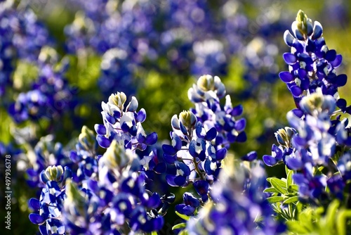 Φωτογραφία Bluebonnets