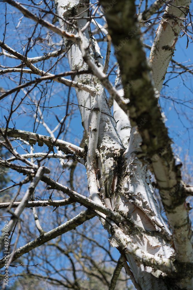 birch tree trunk and branches on a blue sky birch tree trunk and branches on a blue sky
