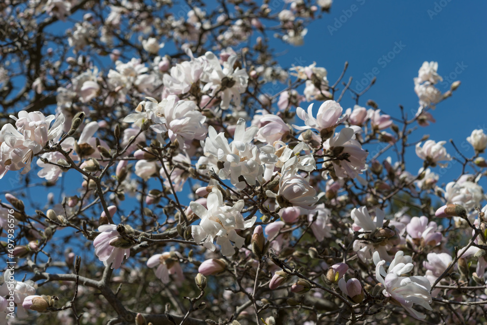 blossoming tree (Magnolia stellata) and blue sky blossoming tree (Magnolia stellata) and blue sky