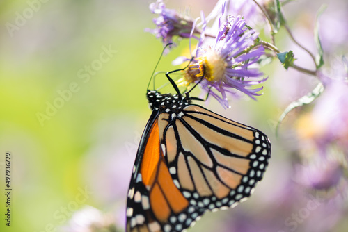 butterfly on flower © eugen