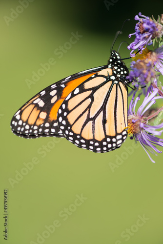 monarch butterfly on a flower on a green background