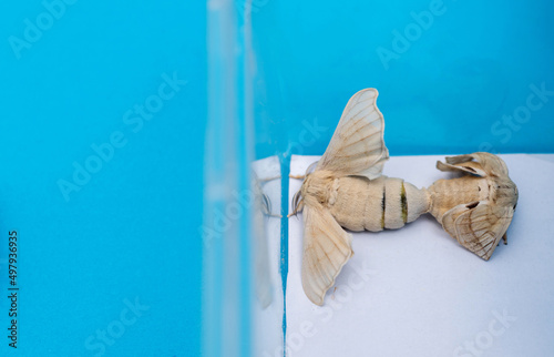 Fototapeta Naklejka Na Ścianę i Meble -  Two silkworm butterflies mating in plastic container