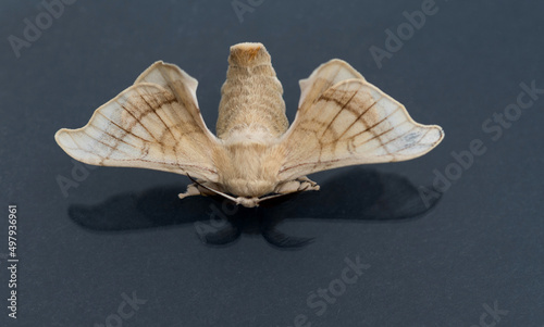 Tableau sur toile Silk moth on black background
