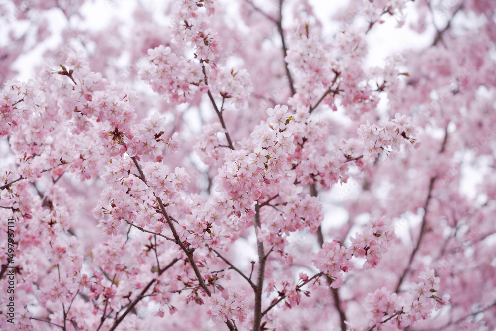 Trees with pink flowers. cherry branches bloom in spring. spring floral pink background Trees with pink flowers. cherry branches bloom in spring. spring floral pink background