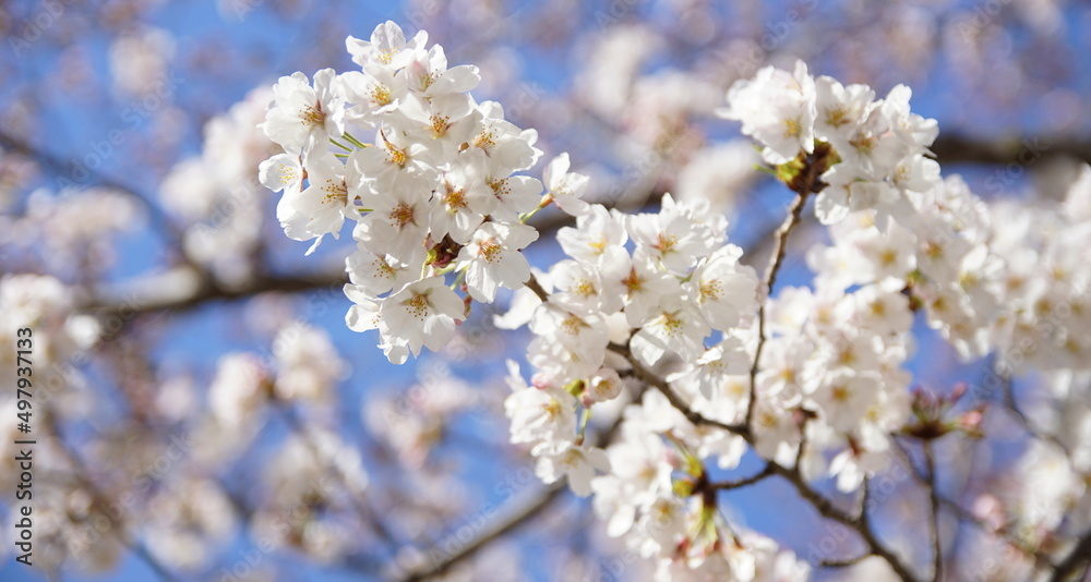 大阪桜ノ宮　桜並木