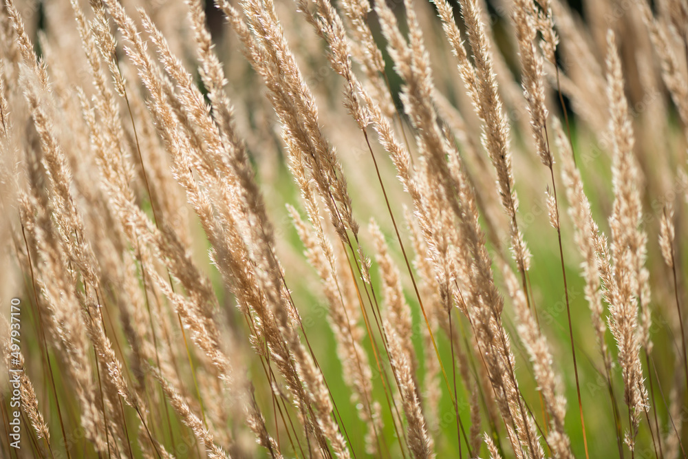 close up of grass close up of grass