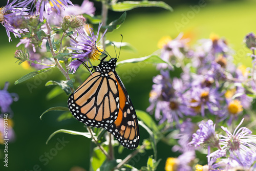 monarch butterfly on flower © eugen