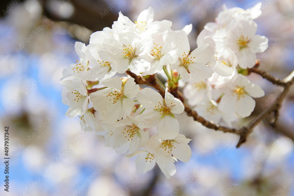 大阪桜ノ宮　桜並木
