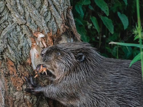 Beaver eating away at bark of a tree