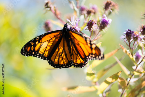 monarch butterfly with shadows on wings (backlit by the sun)