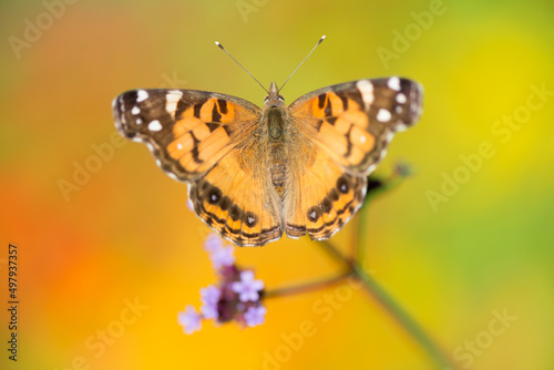 butterfly on a orange green bokeh background  blank space 