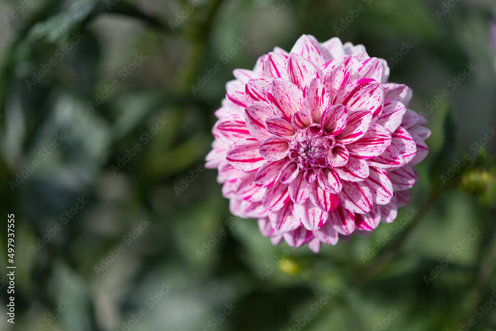variegated pink and white dahlia blossom in the sun