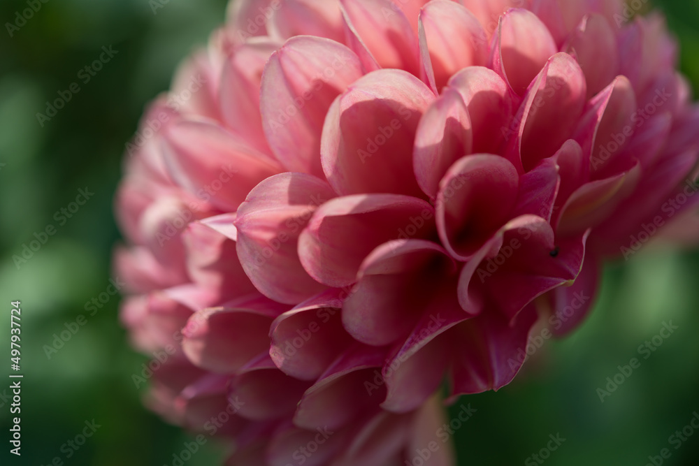 close up of a pink dahlia blossom in the sun close up of a pink dahlia blossom in the sun