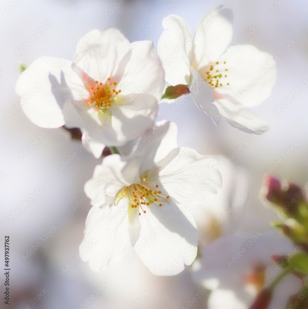 大阪桜ノ宮　桜並木