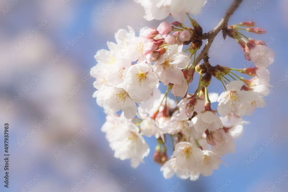 満開の桜 満開の桜